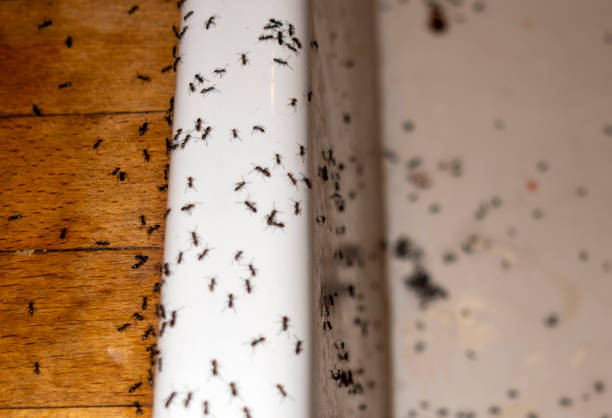 Best Rat Extermination Near Me  in Palmyra, WI